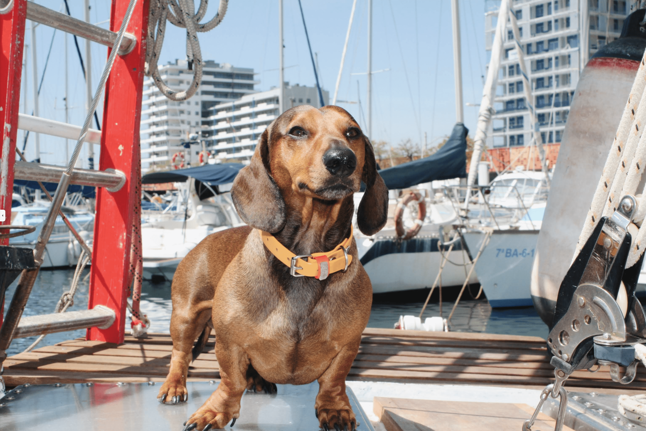 Lucy the sailing dog enjoying the Barcelona marina